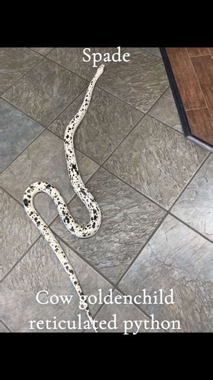 Toradh íomhá ar Reticulated Python Visual Cow