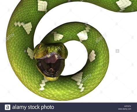 Toradh íomhá ar Carpet Python Snake Fangs