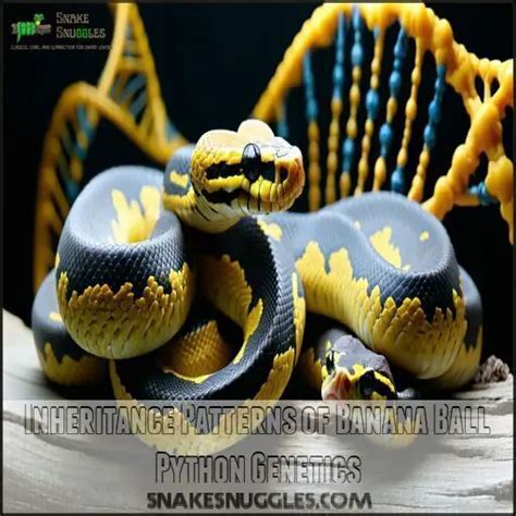 Image result for Bannah Python