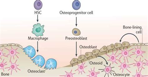 Image result for Process Bone