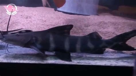 Image result for Zebra Flash