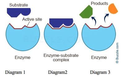 Image result for Sequential Model of Allosteric Enzyme Animation
