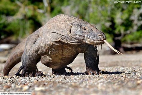 Apex Predator Examples に対する画像結果