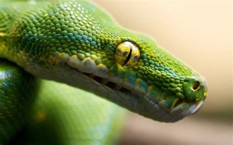 Image result for Python Beautiful Image Ultra 4K