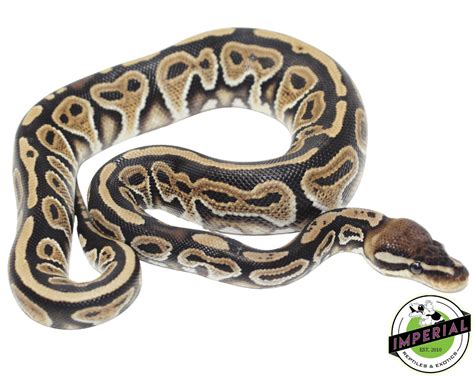 Image result for Specter Ball Python for Sale