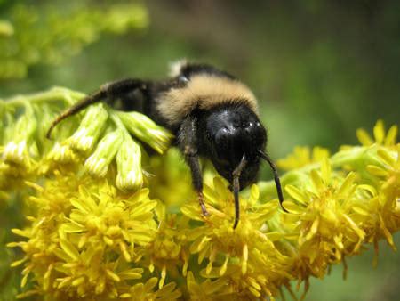 Insect Feature Extraction Dataset に対する画像結果