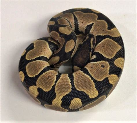 Image result for YB Ball Python