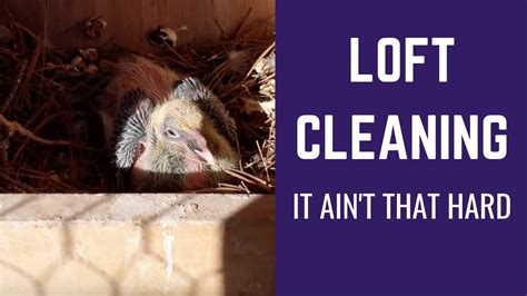 Afbeeldingsresultaten voor Cleaning the Pigeon Loft