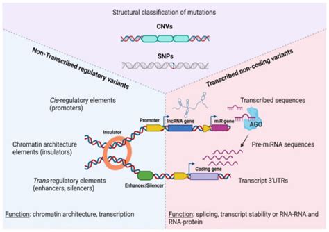 Toradh íomhá ar Non-Coding Variants