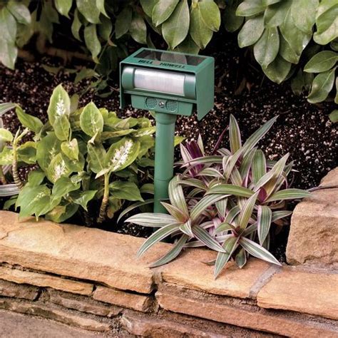 Afbeeldingsresultaten voor How to Keep Chipmunks From Garden