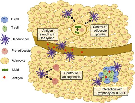 Image result for Adipocyte Body Cell Type