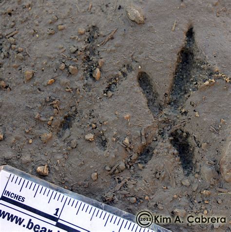 Image result for RoadRunner Tracks