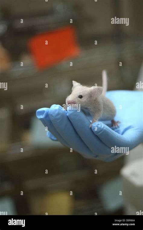 Image result for Vet Tech with Lab Mouse