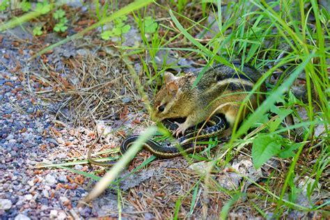 Toradh íomhá ar Snake-Eating Chipmunk