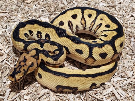 Image result for Python Orange