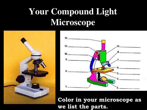 Image result for Functions of Light Microscope Parts