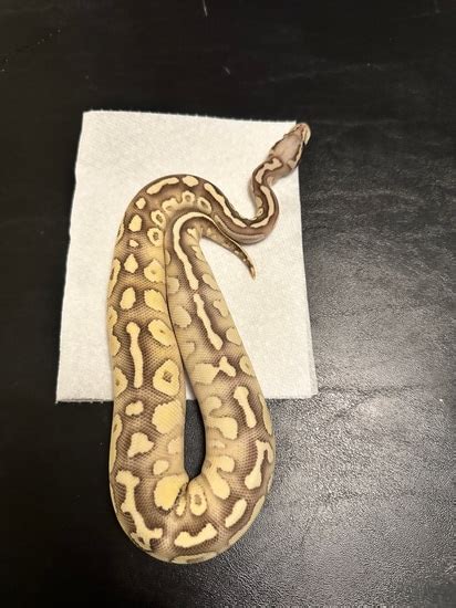 Toradh íomhá ar Lesser Fire Batman Ball Python