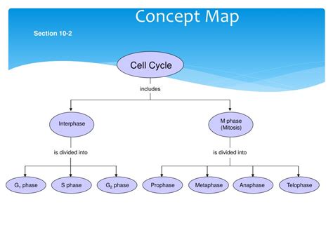 Cell Cycle Control Concept Map に対する画像結果