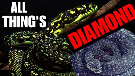 Image result for Diamond Python Skin