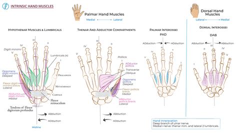 Image result for Science Hand