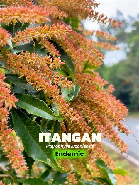 Image result for Powderized Ube Processing