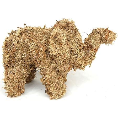 Afbeeldingsresultaten voor Elephant Moss