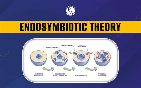 Image result for Endosymbiotic Theory Examples
