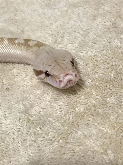 Image result for Ivory Blood Python