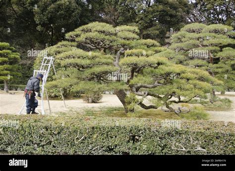 Pruning Tall Pine Trees に対する画像結果