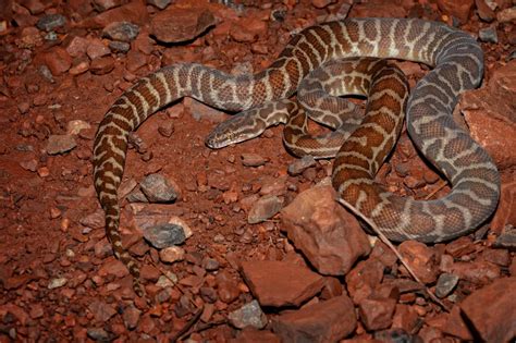 Image result for Stimson's Python