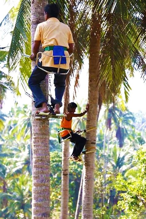 Most Comfortable Tree Climber-க்கான படிம முடிவு