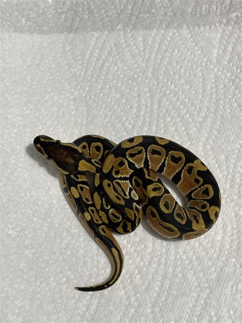 Toradh íomhá ar Ultramel Royal Python