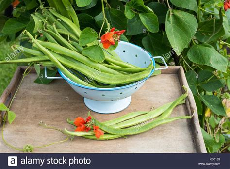 Afbeeldingsresultaten voor Lady Di Runner Beans