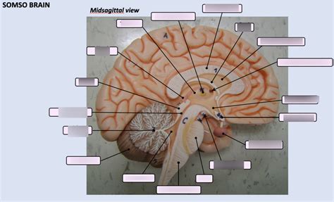 Image result for Brain Model Description Card