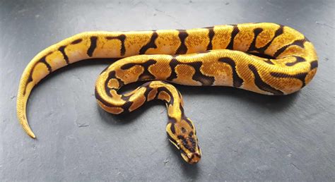 Image result for Python Orange