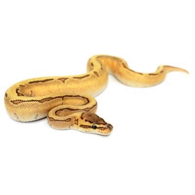 Pinstripe Royal Python に対する画像結果