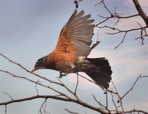 Image result for Robin Flying Back View