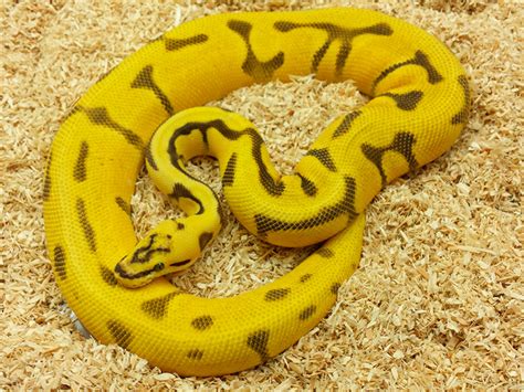 Toradh íomhá ar Super Enchi Ball Python