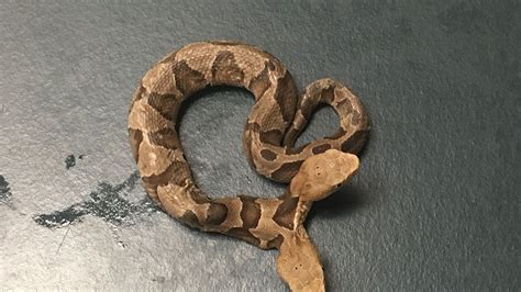 Image result for Two-Headed Baby Snake