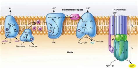Visual Representation of Electron Transport Chain に対する画像結果