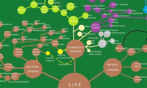 Image result for Evolutionary Tree of Humans