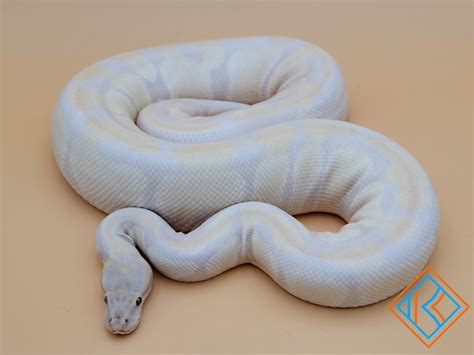 Lavender Python Hat に対する画像結果