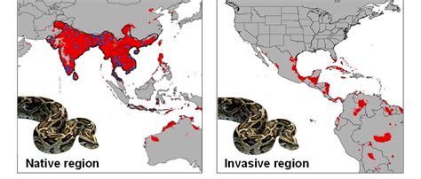 Image result for Python Snake Regions