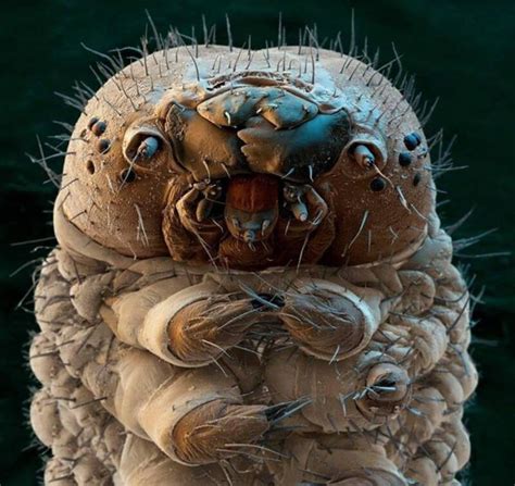 Image result for Insects Under Electron Microscope