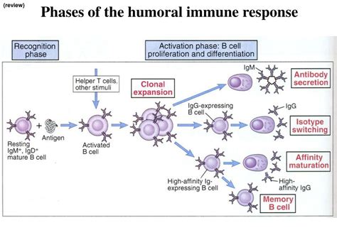 Image result for Humroal Immunity Complement