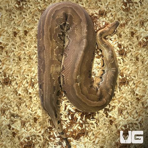 Image result for Ivory Blood Python