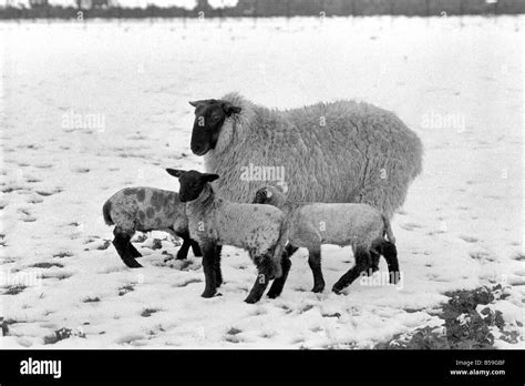Image result for Shepherd with Sheep in Snow