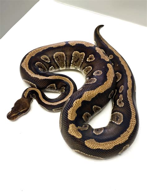 Image result for Ball Python Cinder
