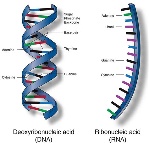 Afbeeldingsresultaten voor Nucleic Acids Homework