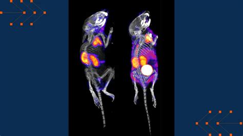 mRNA Testing On Animals に対する画像結果